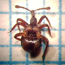 Claviger longicornis